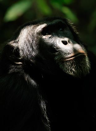 L’Empire des chimpanzés